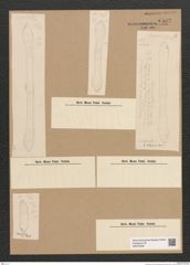 Diatomeae indet. Zeichnungen Sammlung Grunow Nr. 6583 (NHMW-BOT-W0375329)